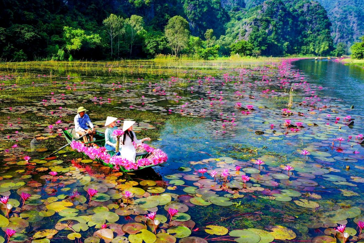 ninh-binh-water-lily-season